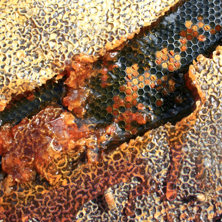 500+ MGO Manuka Honey image 4